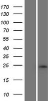 ls643904 rnf222 human over expression lysates nm 001146684 wb testing 1