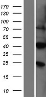 ls644139 pirt human over expression lysates nm 001101387 wb testing 1