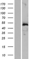CR16 (WIPF3) Human Over-expression Lysates NM_001080529