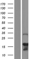 ls644186 syce3 human over expression lysates nm 001123225 wb testing 1