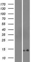 DEFB131A Human Over-expression Lysates NM_001040448