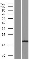 ls644591 ppial4g human over expression lysates nm 001123068 wb testing 1