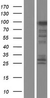 FAM83G Human Over-expression Lysates NM_001039999