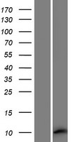 ls644890 meig1 human over expression lysates nm 001080836 wb testing 1