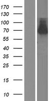 RASSF10 Human Over-expression Lysates NM_001080521