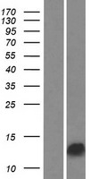 ls645051 gage13 human over expression lysates nm 001098412 wb testing 1