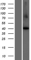 ls645121 ccni2 human over expression lysates nm 001039780 wb testing 1