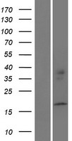 PPIAL4D Human Over-expression Lysates NM_001164261