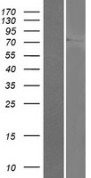 LINGO3 Human Over-expression Lysates NM_001101391