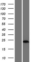 ls645832 sebox human over expression lysates nm 001080837 wb testing 1