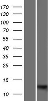 ls645922 s100a7l2 human over expression lysates nm 001045479 wb testing 1
