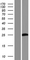 PABPC1L2A (PABPC1L2B) Human Over-expression Lysates NM_001042506