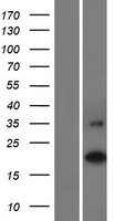 C16orf90 Human Over-expression Lysates NM_001080524