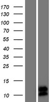 ls646424 spink8 human over expression lysates nm 001080525 wb testing 1