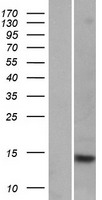 ls646480 fabp9 human over expression lysates nm 001080526 wb testing 1
