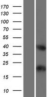 C4orf51 Human Over-expression Lysates NM_001080531