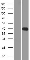 TMEM90A (SYNDIG1L) Human Over-expression Lysates NM_001105579