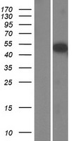 ls646892 sh2d7 human over expression lysates nm 001101404 wb testing 1