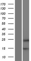 HRCT1 Human Over-expression Lysates NM_001039792