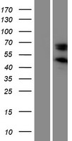 ls647174 serpine3 human over expression lysates nm 001101320 wb testing 1