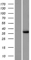 ls647309 gemc1 gmnc human over expression lysates nm 001146686 wb testing 1