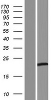 TEX22 Human Over-expression Lysates NM_001195082