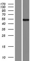ANHX Human Over-expression Lysates NM_001191054
