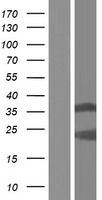 HNRNPCL3 Human Over-expression Lysates NM_001146181