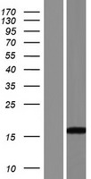 ls650662 c14orf184 human over expression lysates nm 001080113 wb testing 1