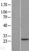 ls653140 c2orf84 fam228a human over expression lysates nm 001040710 wb testing 1