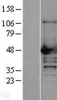 ls653361 ncf1 human over expression lysates nm 000265 wb testing 1