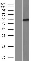 FOXD4L6 Human Over-expression Lysates NM_001085476