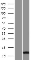 ls653423 spag11a human over expression lysates nm 001081552 wb testing 1
