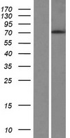 ls653583 phldb3 human over expression lysates nm 198850 wb testing 1