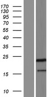 PPIAL4C Human Over-expression Lysates NM_001135789