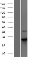 MBD3L4 Human Over-expression Lysates NM_001164419