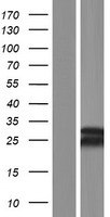 ls653657 mbd3l3 human over expression lysates nm 001164425 wb testing 1