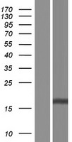 ls653784 mzt2a human over expression lysates nm 001085365 wb testing 1