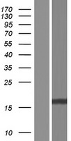 FAM72B Human Over-expression Lysates NM_001100910