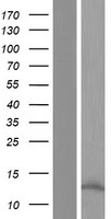 oncomodulin (OCM) Human Over-expression Lysates NM_001097622