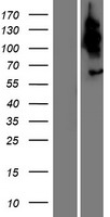 TBC1D3G Human Over-expression Lysates NM_001040282