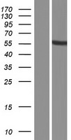 ls654348 pramef16 human over expression lysates nm 001045480 wb testing 1