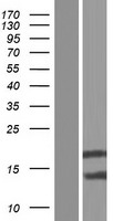 ls654483 bola2b human over expression lysates nm 001039182 wb testing 1