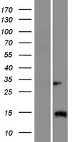ls654502 iqcj human over expression lysates nm 001042706 wb testing 1
