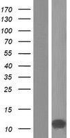 ls654790 pcp4l1 human over expression lysates nm 001102566 wb testing 1