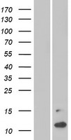 MSMP Human Over-expression Lysates NM_001044264