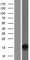 ls723790 h2ac19 human over expression lysates nm 001040874 wb testing 1