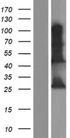 INS-IGF2 Human Over-expression Lysates NM_001042376