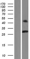 ls727857 class a basic helix loop helix protein 9 bhlha9 human over expression lysates nm 001164405 wb testing 1