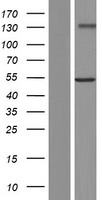 ls727936 gxylt2 human over expression lysates nm 001080393 wb testing 1